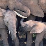 Animales y gobernantes: ¿Cómo es nuestra relación con la naturaleza?