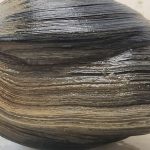 Descubren una almeja de 500 años que podría revelar secretos ocultos del océano